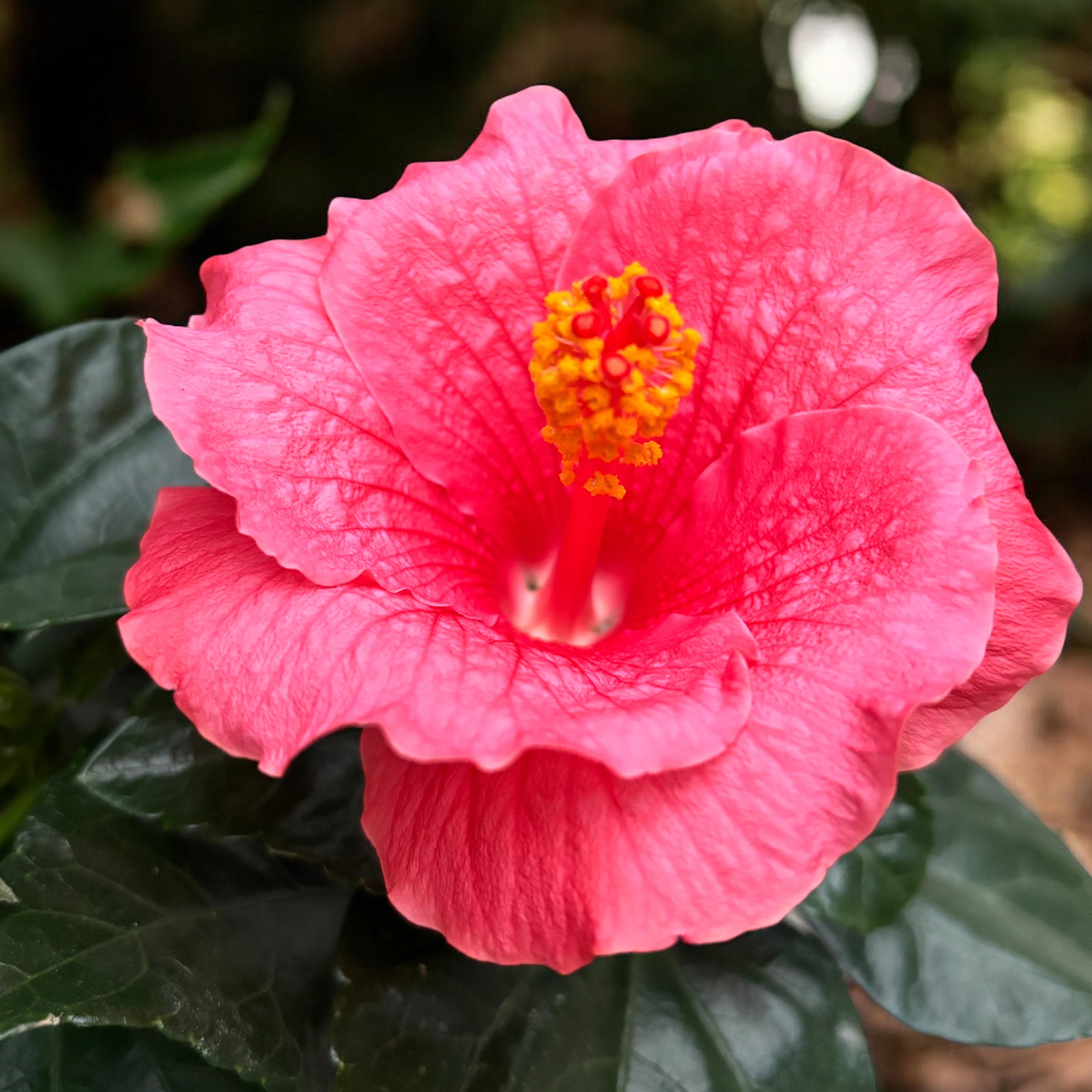 Hibiscus rosa-sinensis ‘Kandy’ - Japán rózsák rózsaszín virágokkal