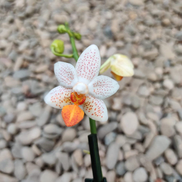 Phalaenopsis Mini Mark