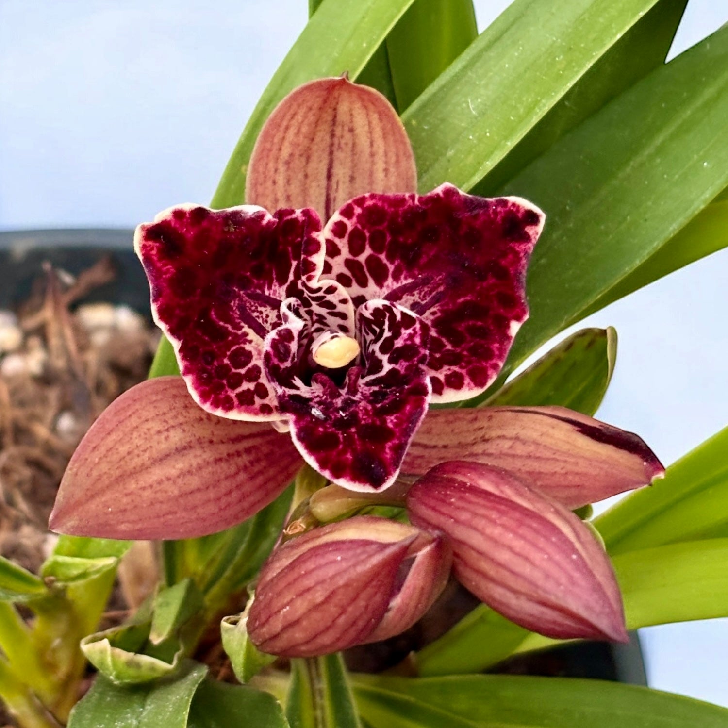 Cymbidium Hot Devon ‘Bird of Paradise’ - miniatura cu flori pelorice