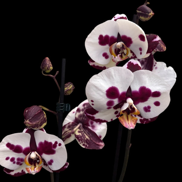 Phalaenopsis Polka Dots