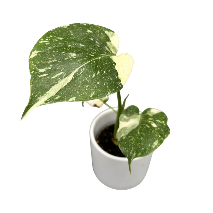 Monstera 'Thai Constellation' D6