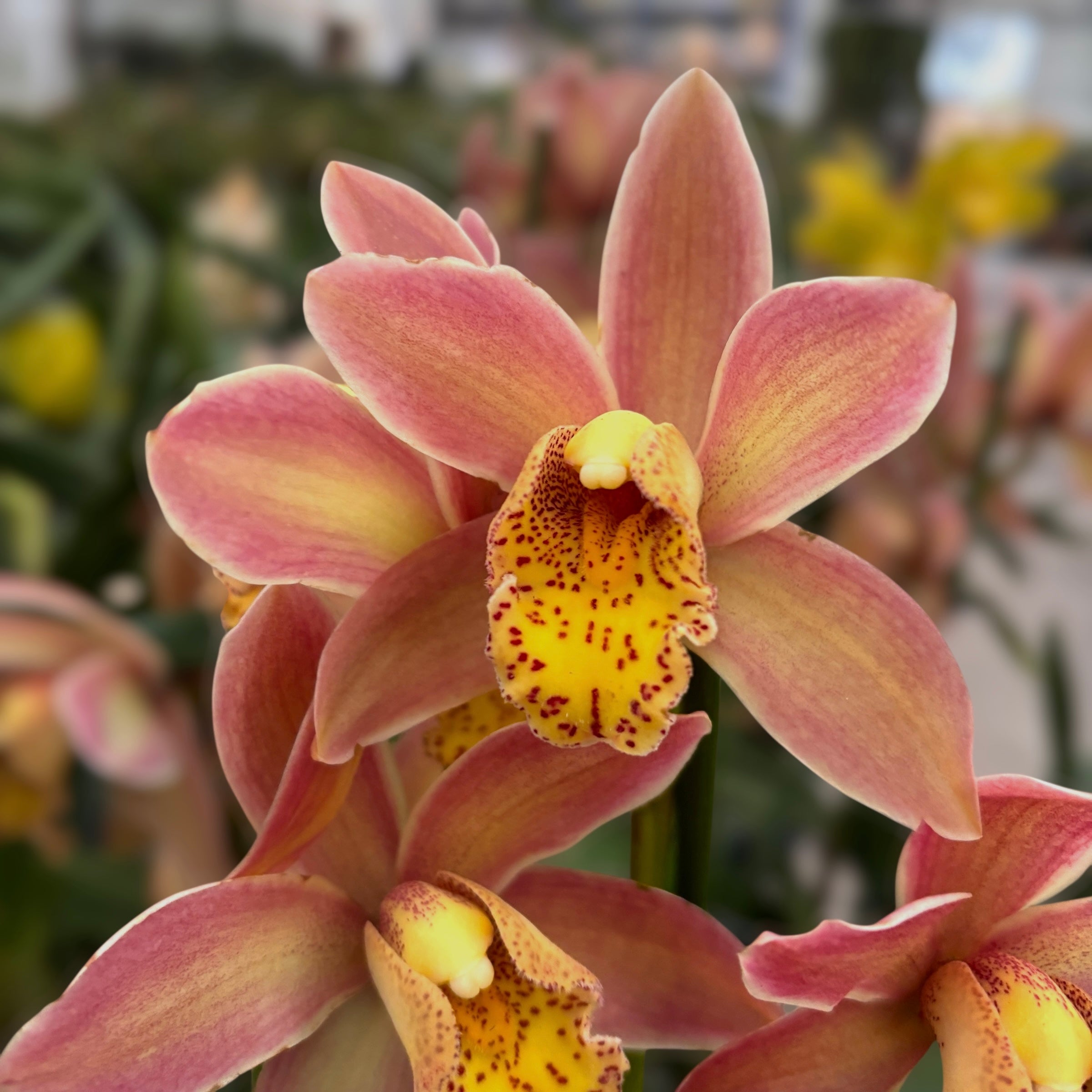 Cymbidium Wilhelmina