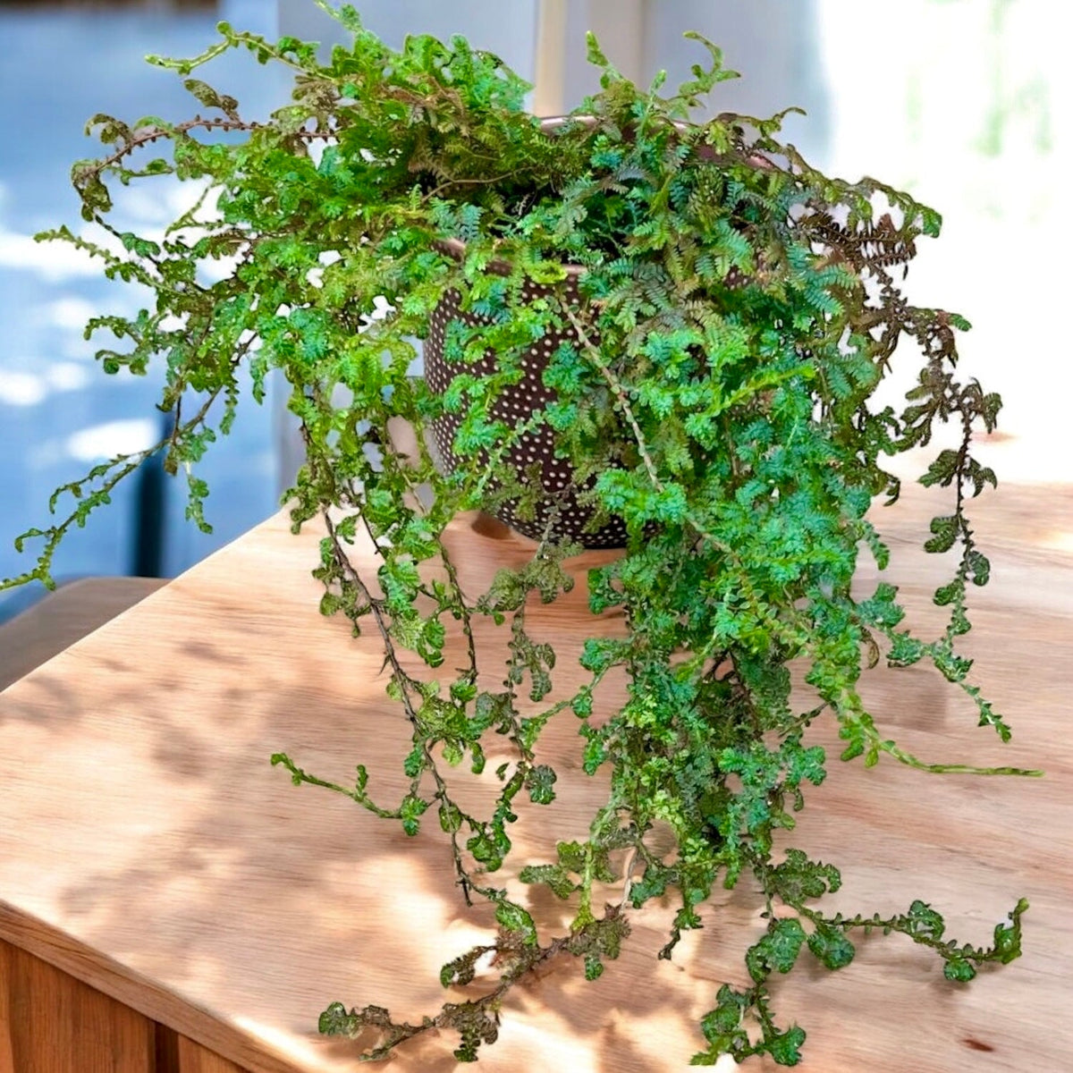 Selaginella uncinata (Pauwmos) - regenboogvaren