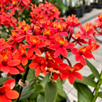 Epidendrum radicans 'Nordic Fire’