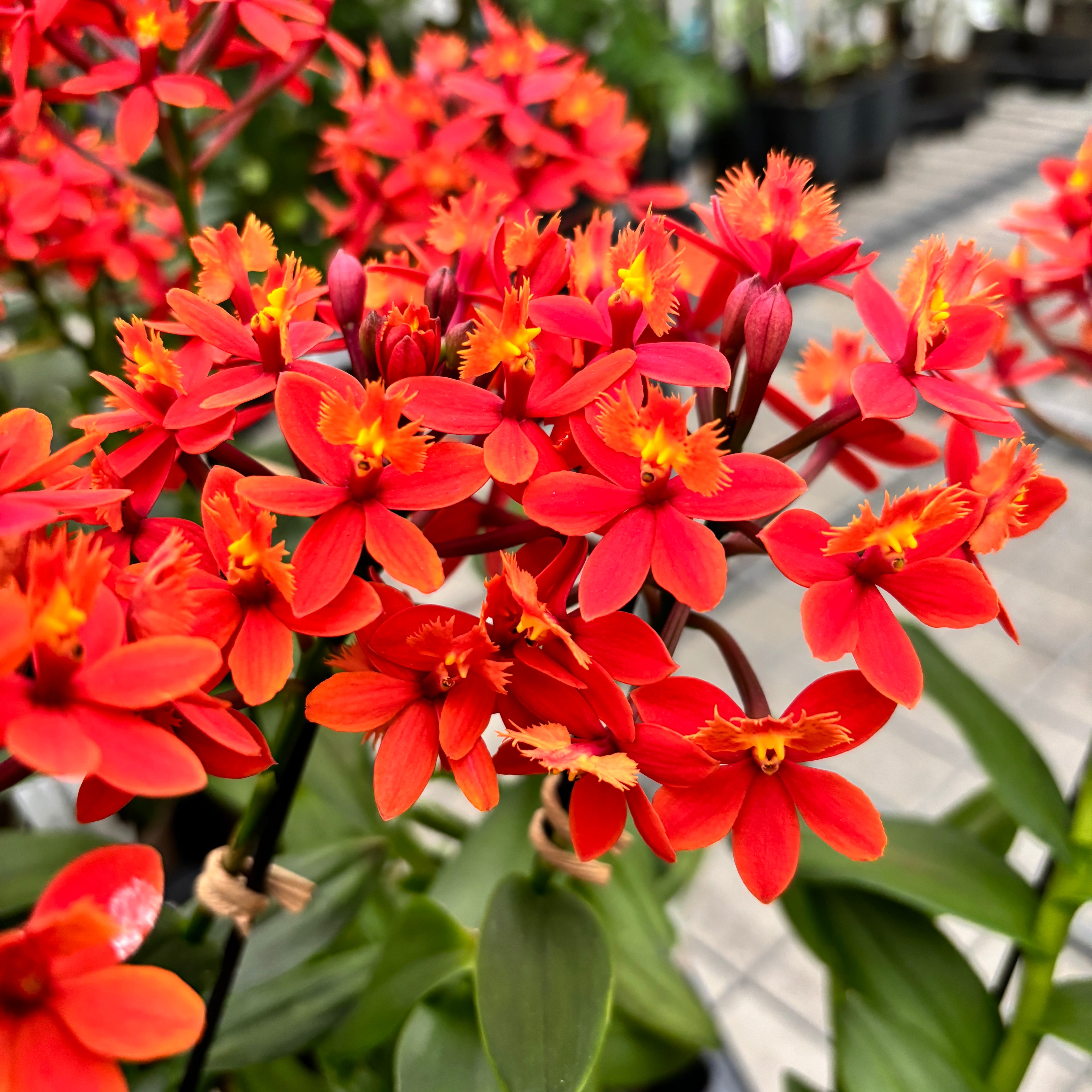 Epidendrum radicans 'Nordic Fire'