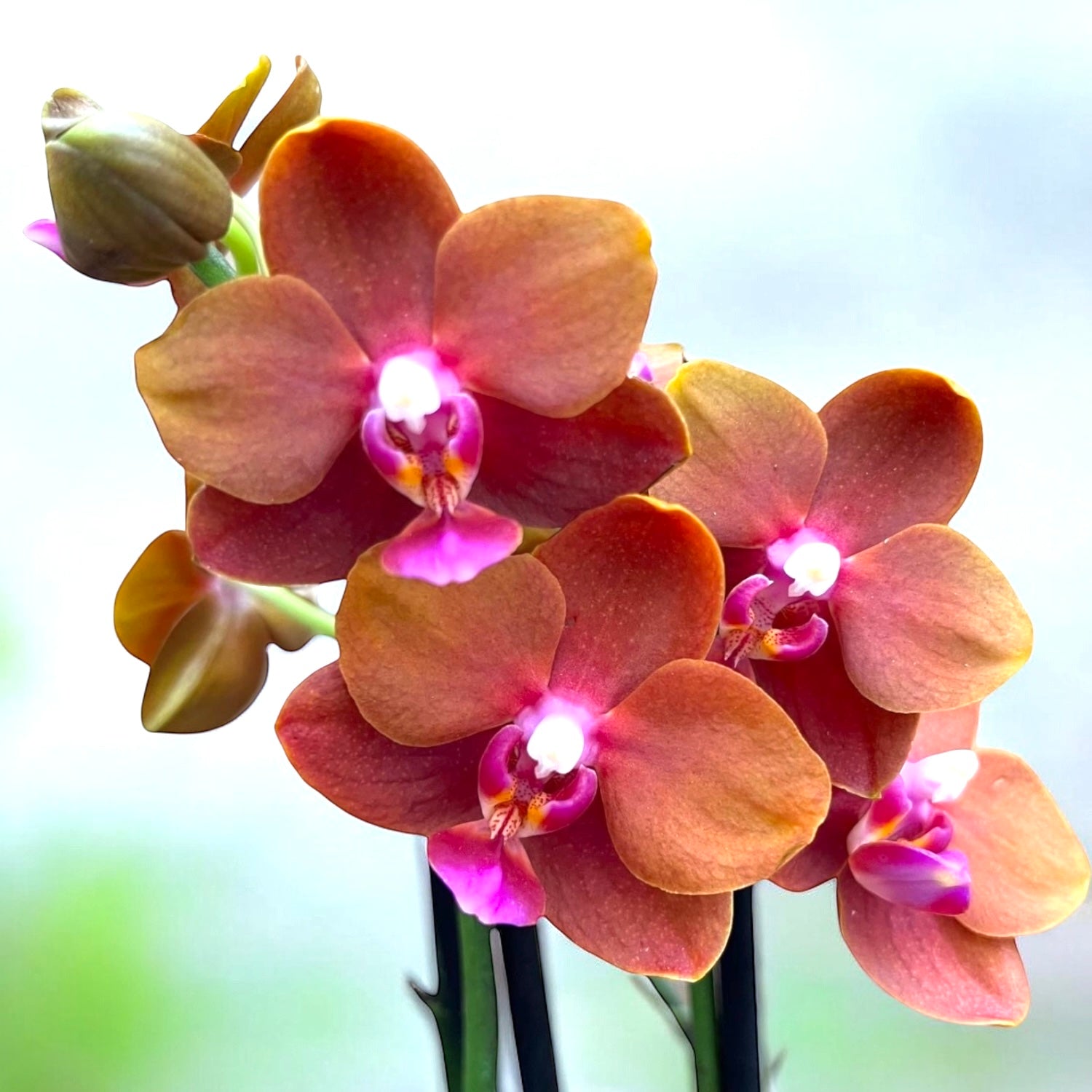 Phalaenopsis Lioulin Diana 'Maui Sunset' - fiori profumati