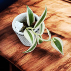 Vanilla planifolia 'Albo-Variegata' - Orhideea de vanilie