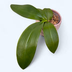 Phal. Purple Martin var. blue × Tetrasambo '764'