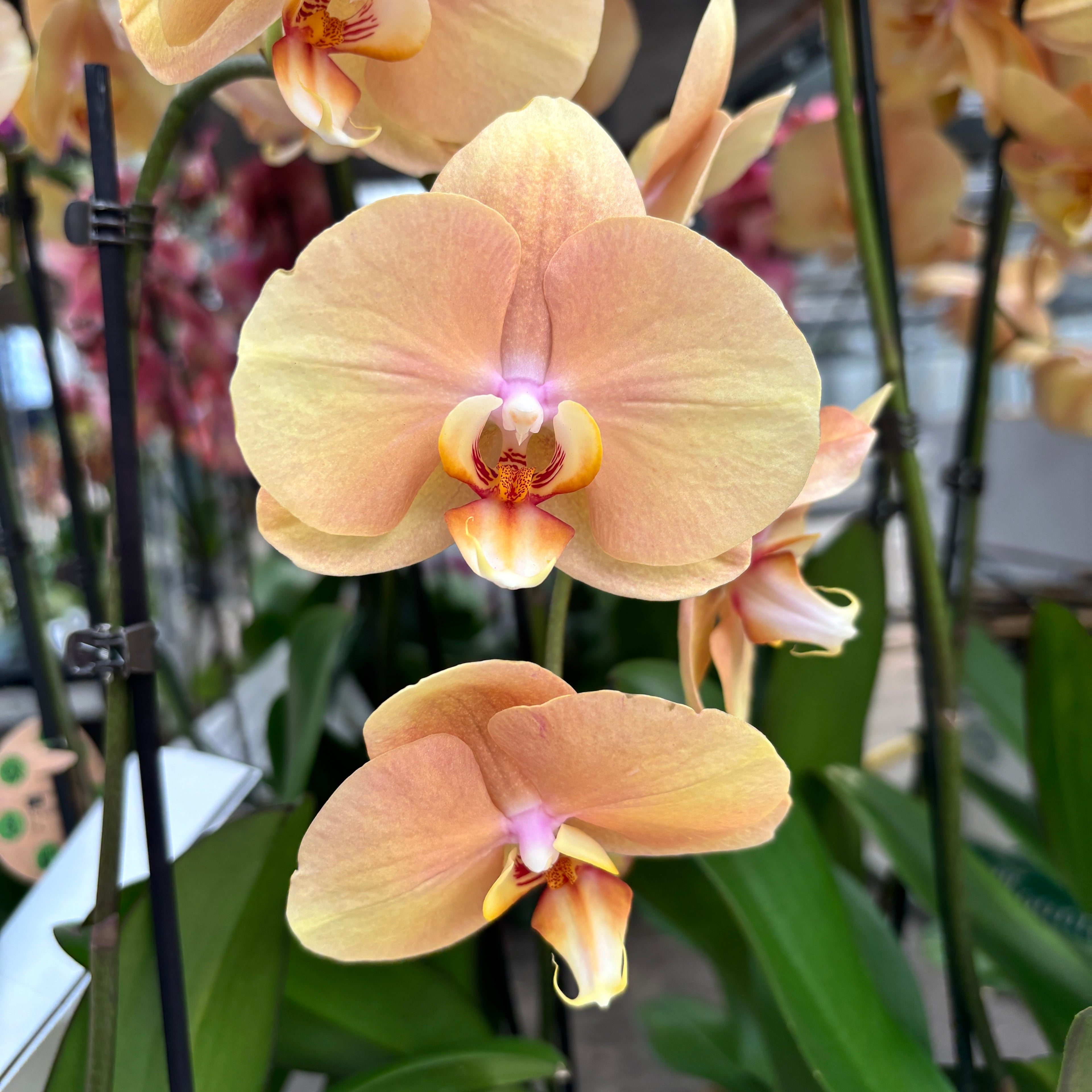 Phalaenopsis Golden River