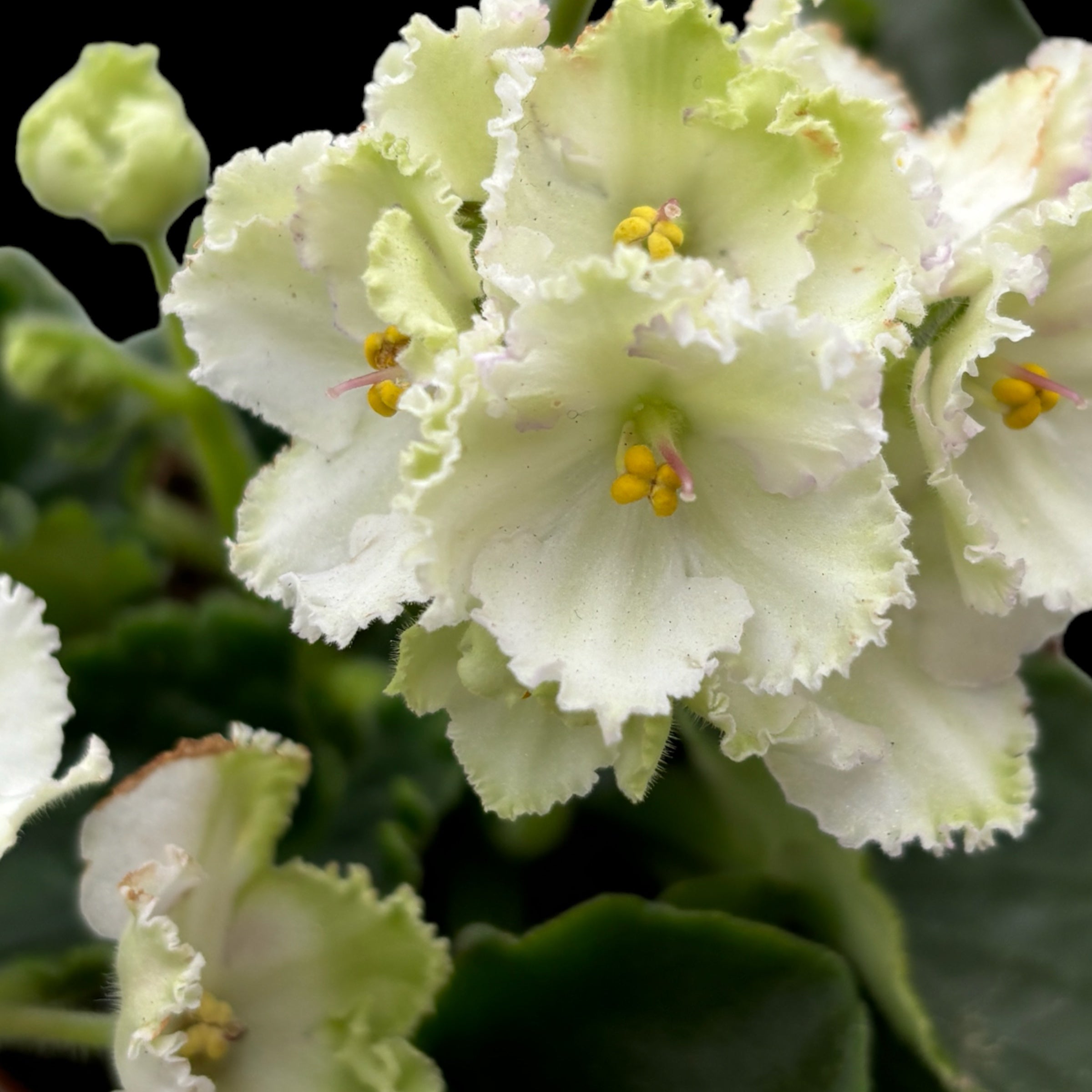 Violete albe- verzi - Saintpaulia Inova Xtra The Green (variation 2)