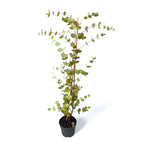 Eucalipto - Eucalyptus gunnii D14