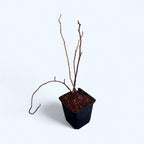 Kiwi - Actinidia kolomikta Dr. Szymanowski - öntermékeny, látványos lomb a kifejlett állapotban