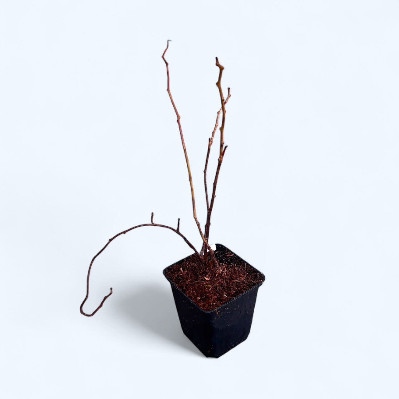 Kiwi - Actinidia kolomikta Dr. Szymanowski - autofertil, foliaj spectaculos la maturitate