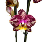 Phalaenopsis Pinif (Phal. Long Pride Flash)