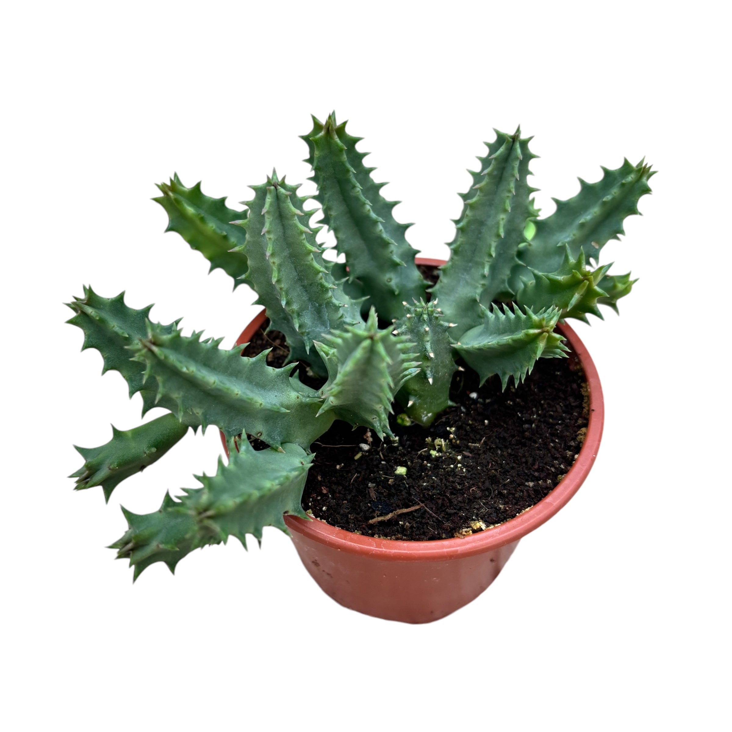 Huernia schneideriana