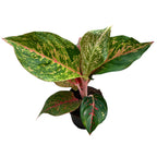 Aglaonema 'Samba Red'