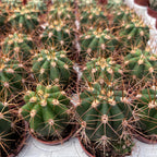 Trichocereus terscheckii – Cardon Grande, gigantyczny kaktus kolumnowy