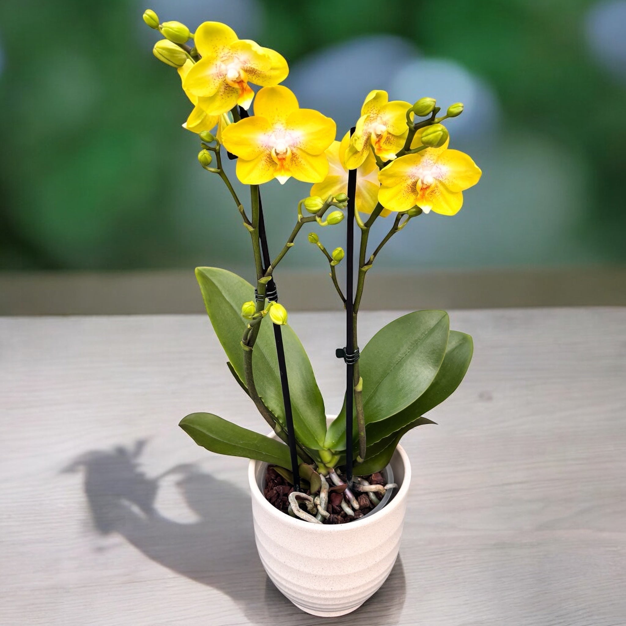 Phalaenopsis Sogo Pride (Yellowcup, Arezzo) fragrant