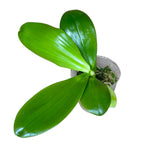 Phalaenopsis Lyndon Mix Zebra 'Treasure' - flori puternic parfumate