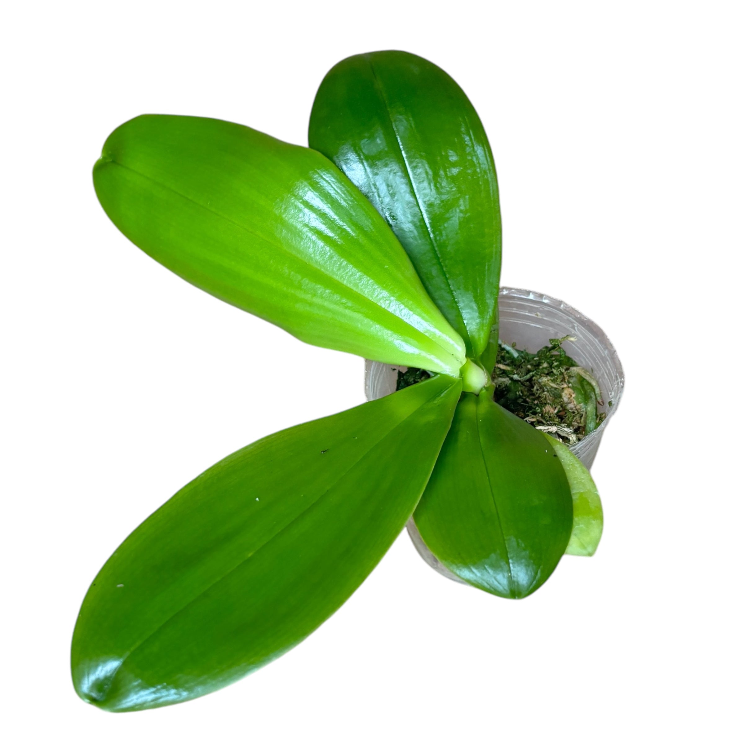 Phalaenopsis Lyndon Mix Zebra 'Treasure' - močno dišeči cvetovi