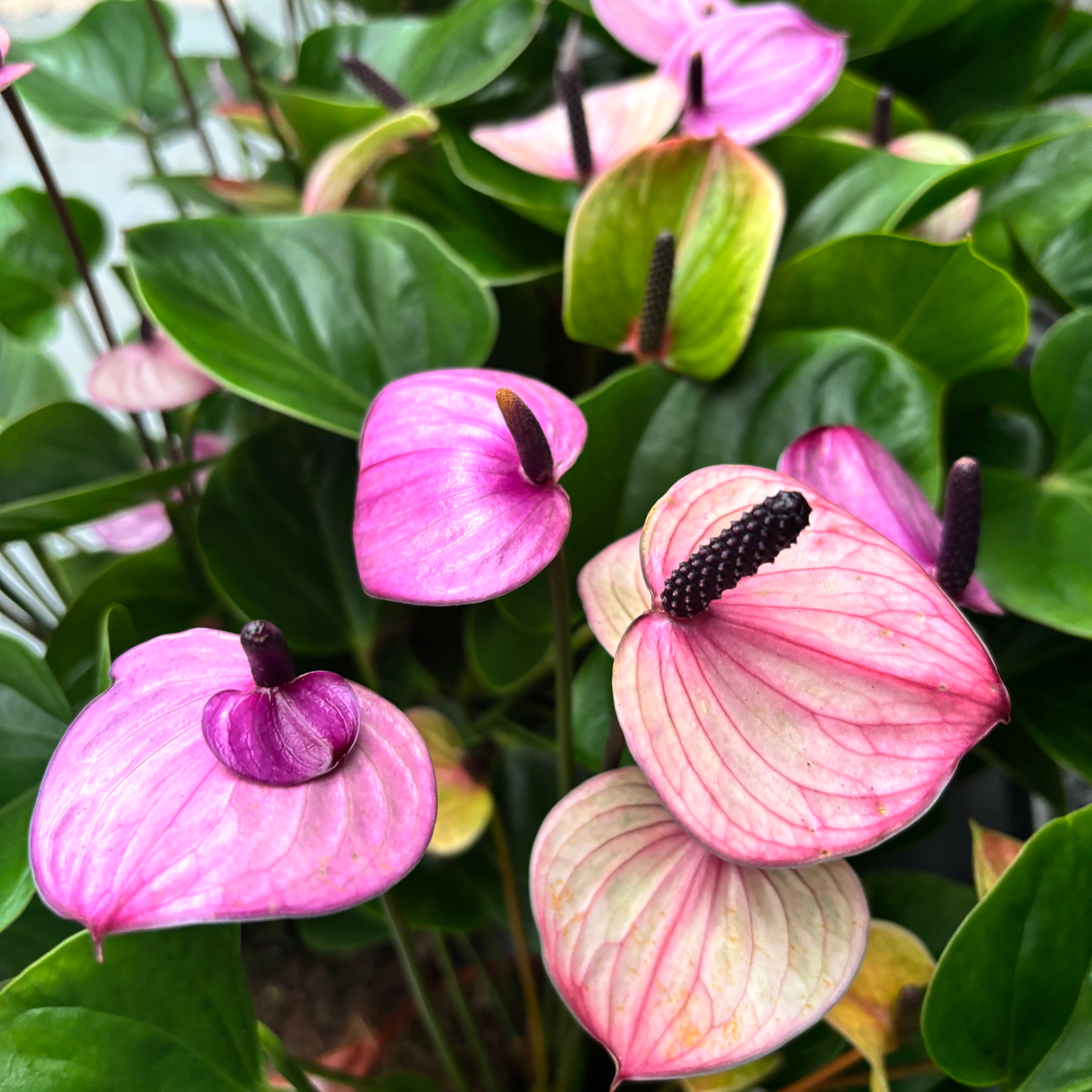 Anthurium 'Purple Love' – Secret Garden Plant Shop