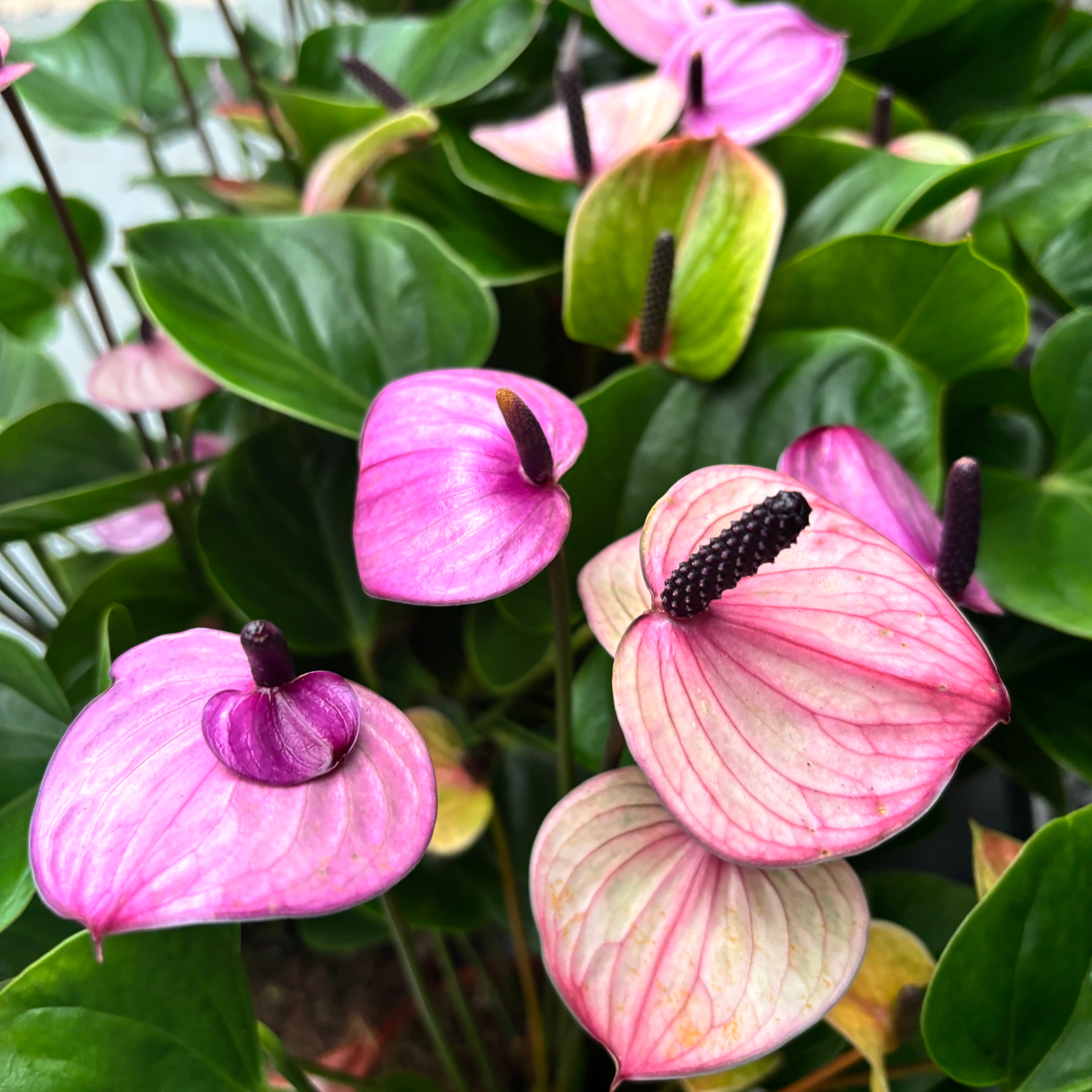 Anthurium 'Purple Love'