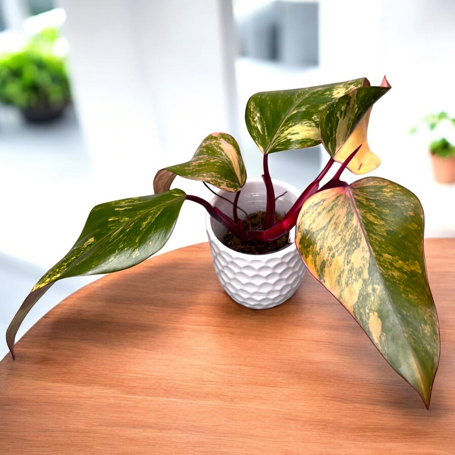 Philodendron Erdbeerschütteln