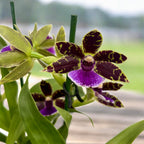 Zygopetalum hybrid #01 - doftande