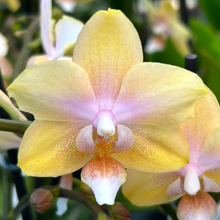 Phalaenopsis Bronze Buddha 'Lemon'