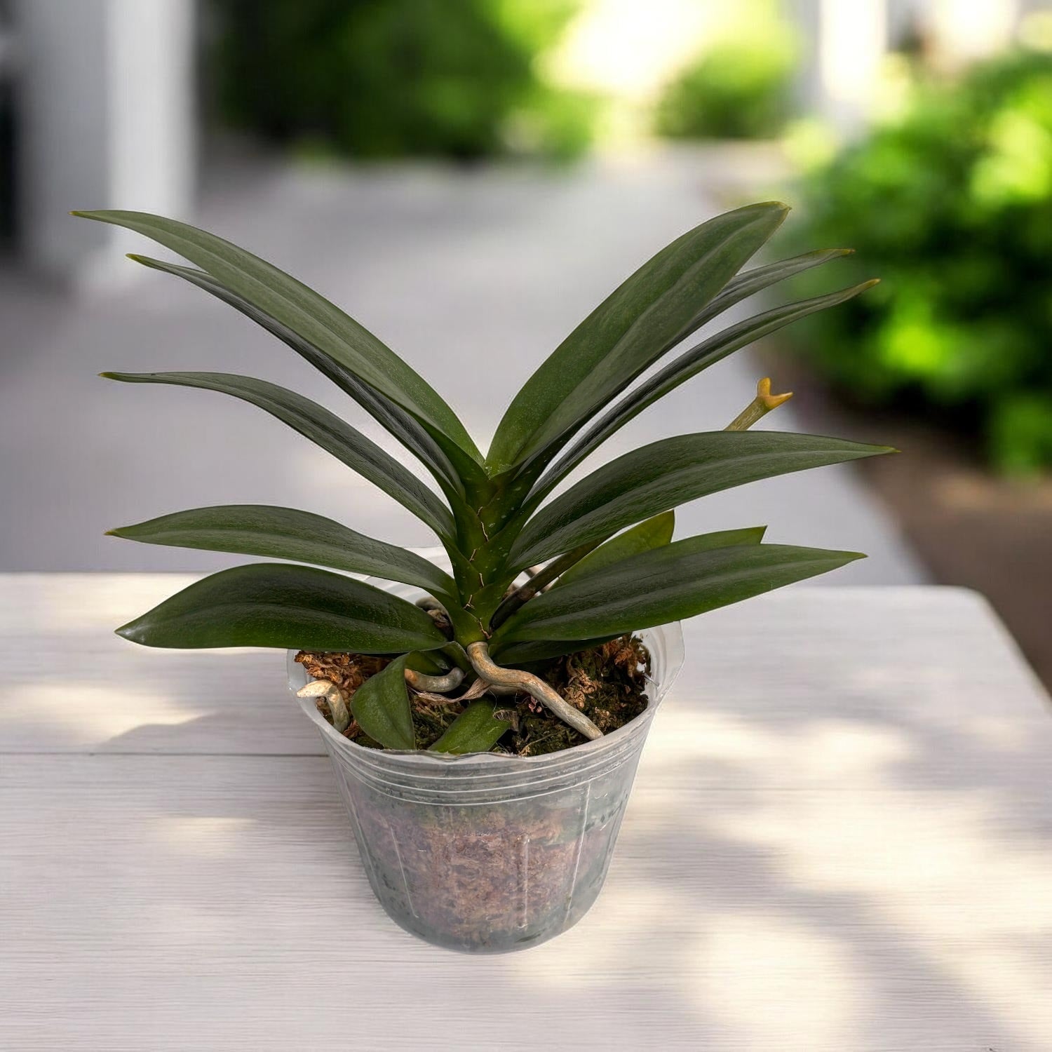 Phalaenopsis Miki Black Bat (peloric) – Secret Garden Plant Shop