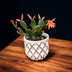 Rhipsalidopsis 'Colombia' (pasztellvirág) 2db