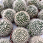 Rebutia muscula