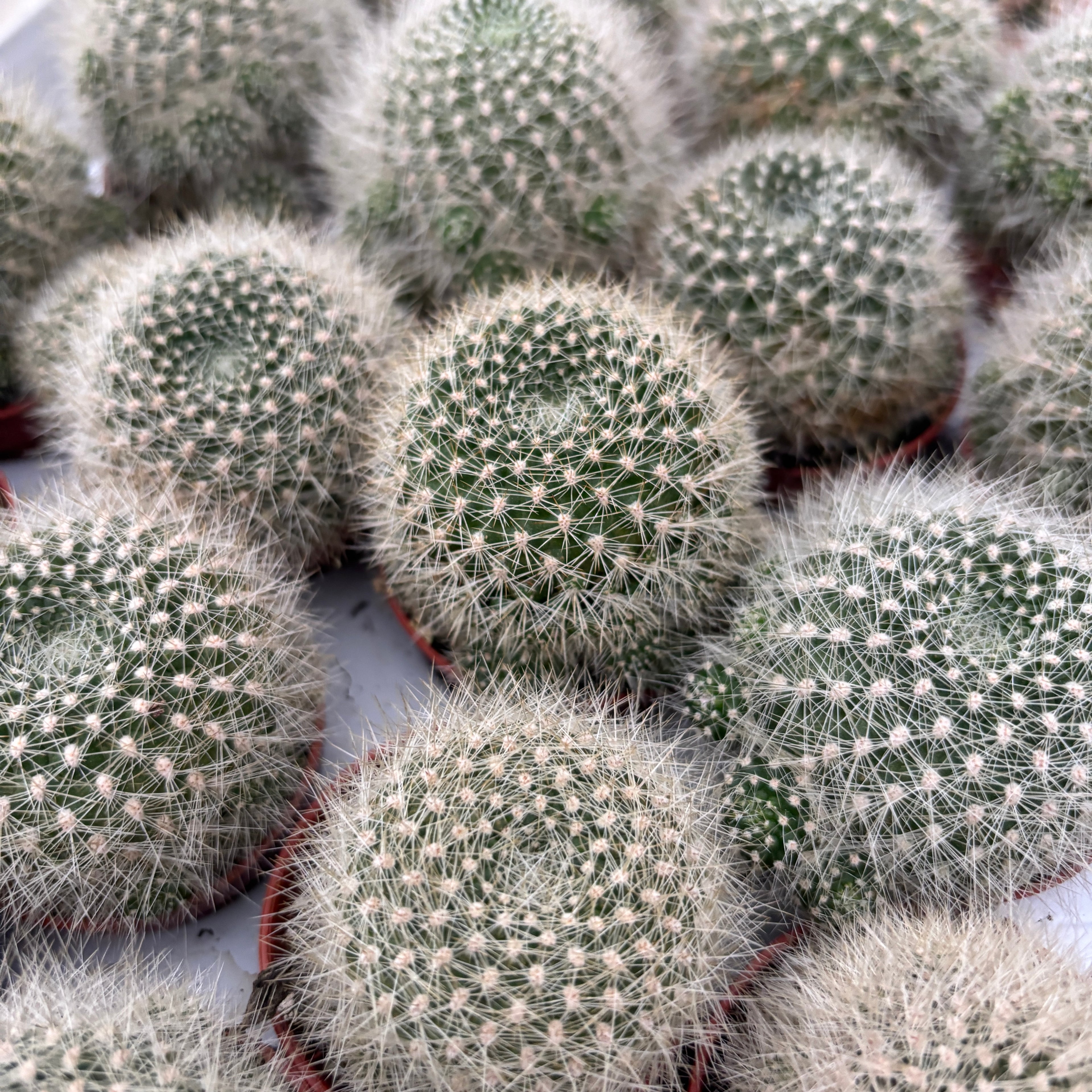 Rebutia muscula