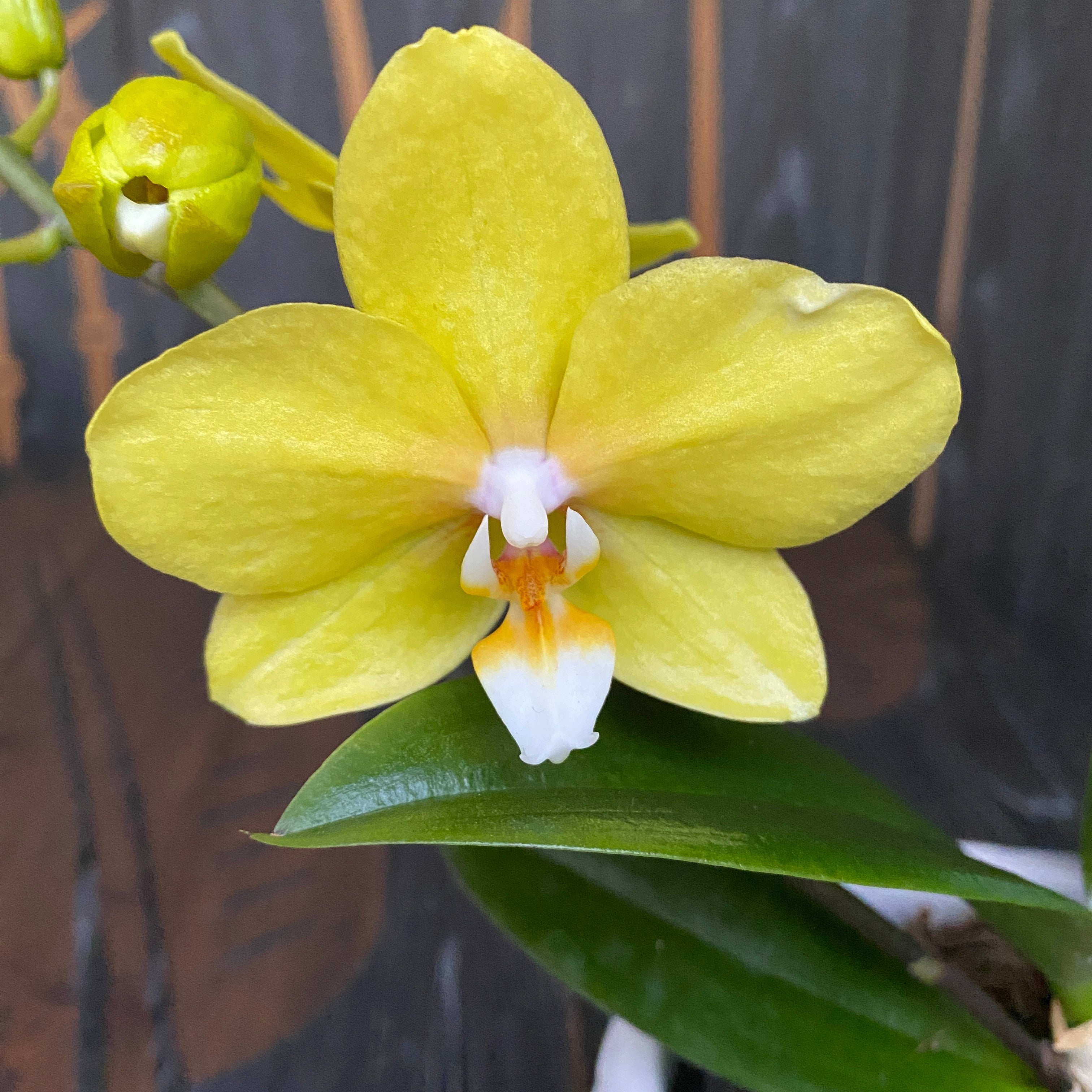 Phalaenopsis ‘Limited Yellow’