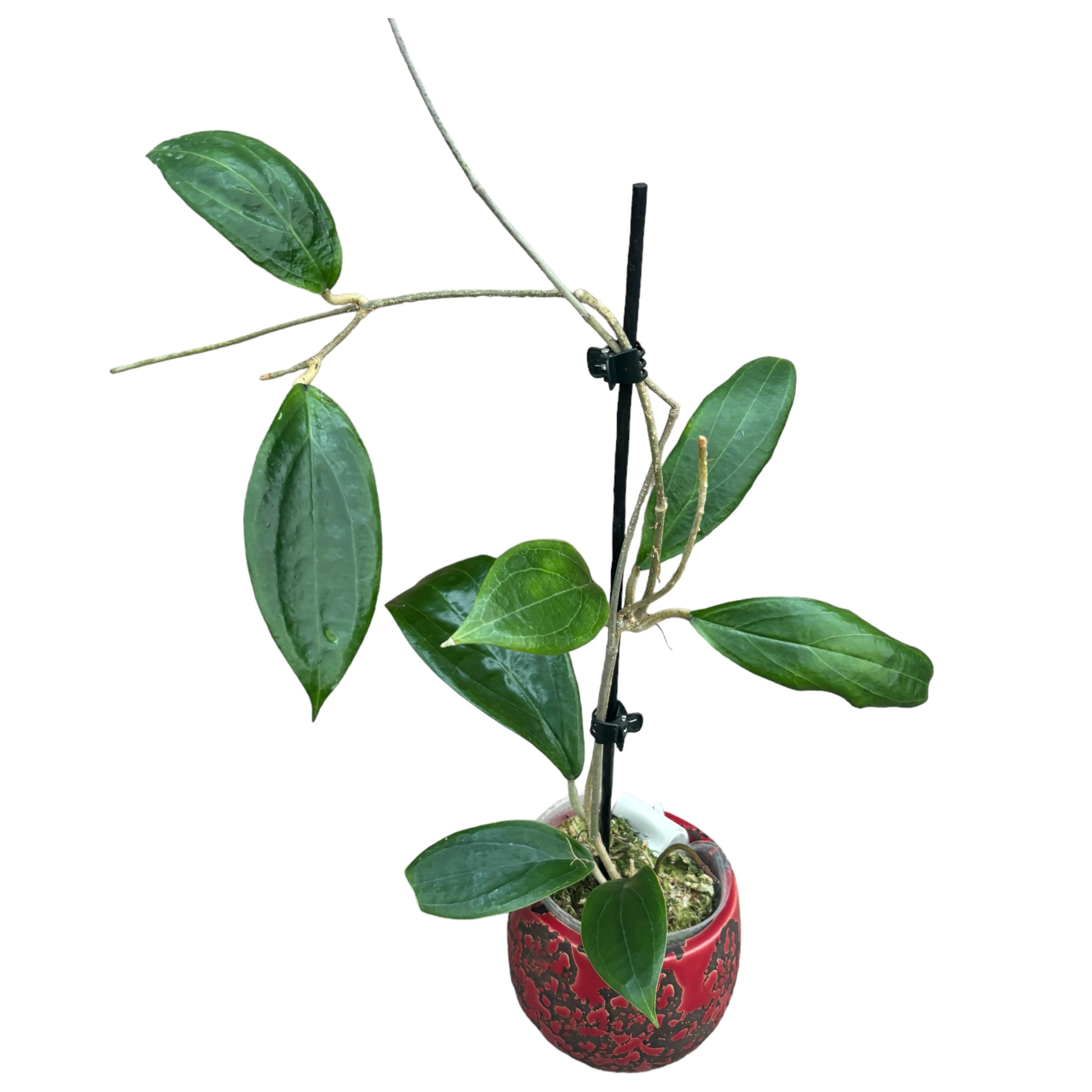 Hoya sp. 'ut 033' exemplare dezvoltate – Secret Garden Plant Shop
