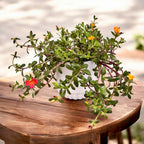 Portulaca grandiflora mix – floarea de piatra, inflorire abundenta si rezistenta la seceta