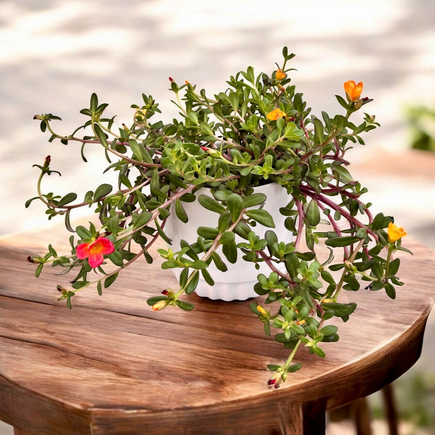 Portulaca grandiflora mix – floarea de piatra, inflorire abundenta si rezistenta la seceta