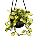 Hoya heuschkeliana 'Variegata'