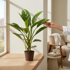 Aglaonema „Stripes” - egzemplarze XL