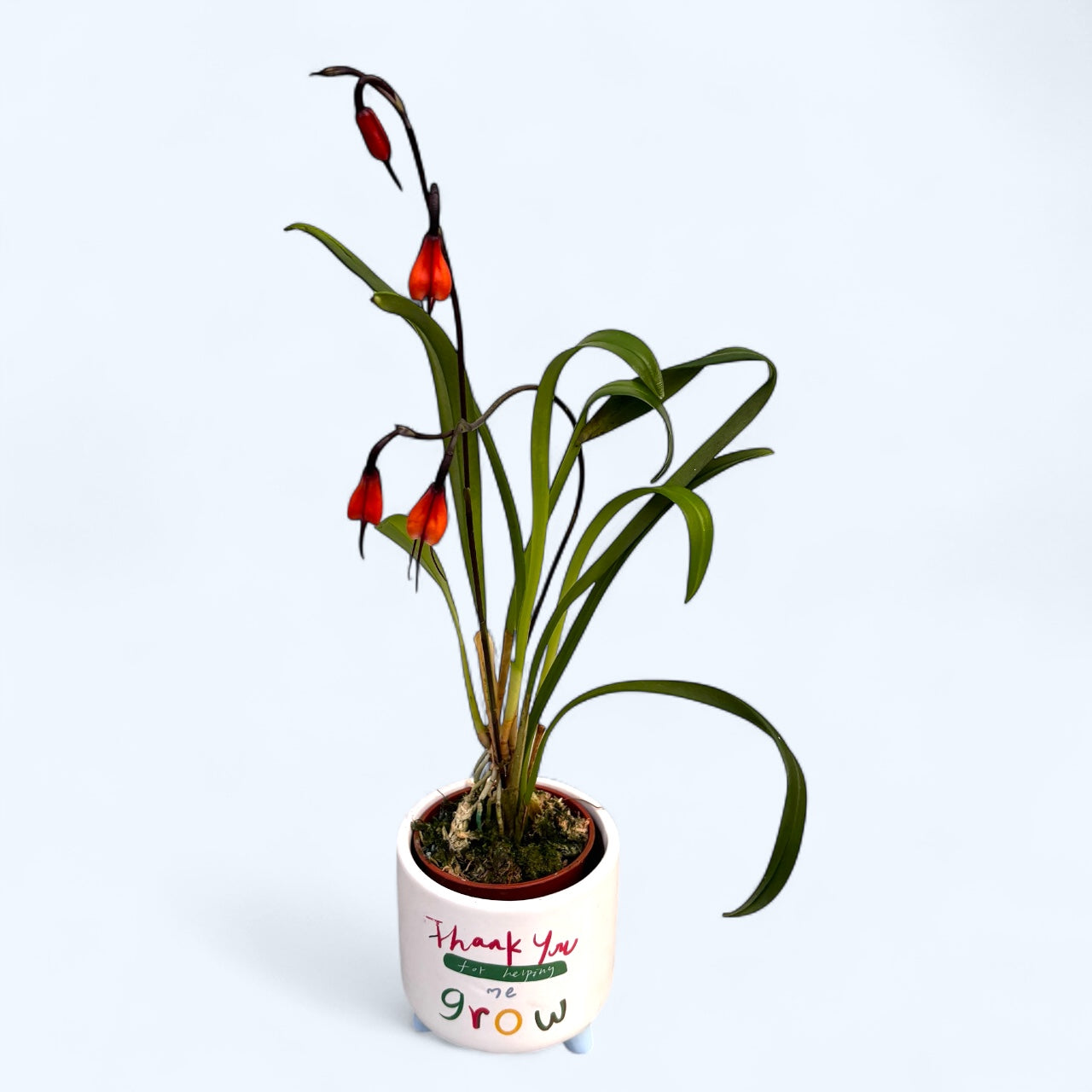 Dracula sodiroi - Dracula orchid, Monkey orchid