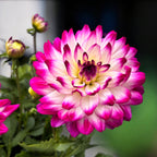 Dahlia Labella Maggiore ‘Rose Bicolour' - dalii cu flori XL, inflorire abundenta, exemplare XXL