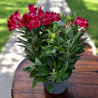 Alstroemeria ‘Inca Bandit’ – crin peruvian compact cu flori rosii spectaculoase