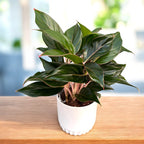 Aglaonema 'Sapphire'