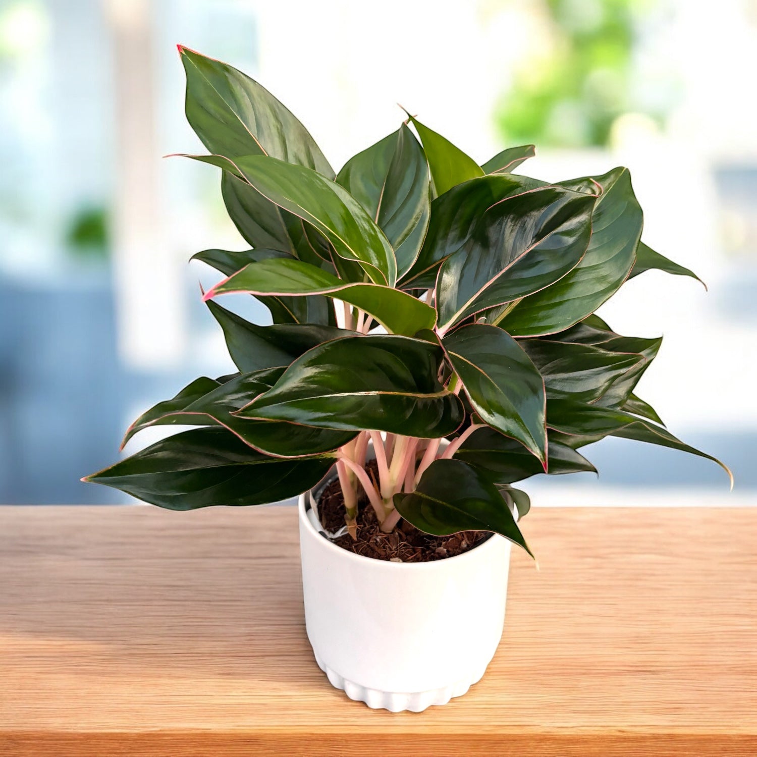 Aglaonema 'Sapphire'
