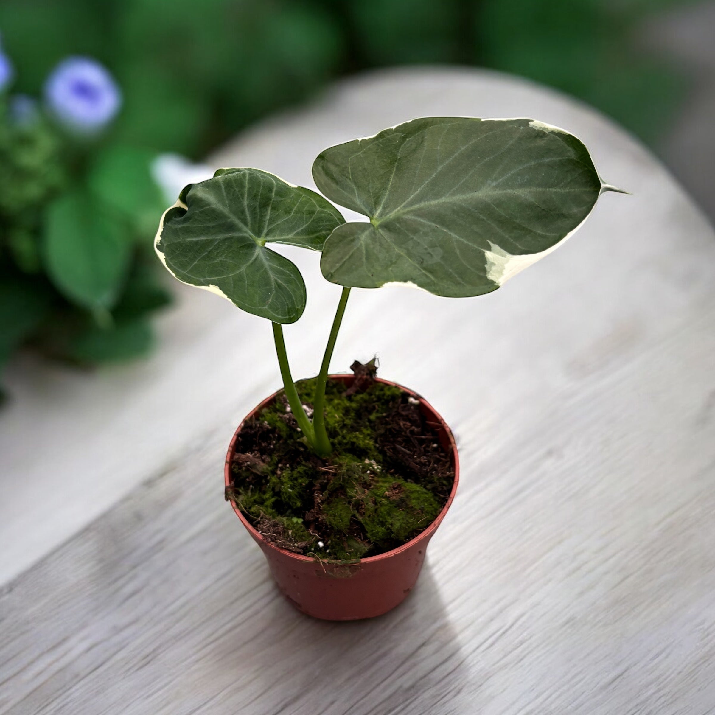 Xanthosoma sagittifolium 'Variegatum Monstrosum' (Alocasia 'Mickey Mouse')