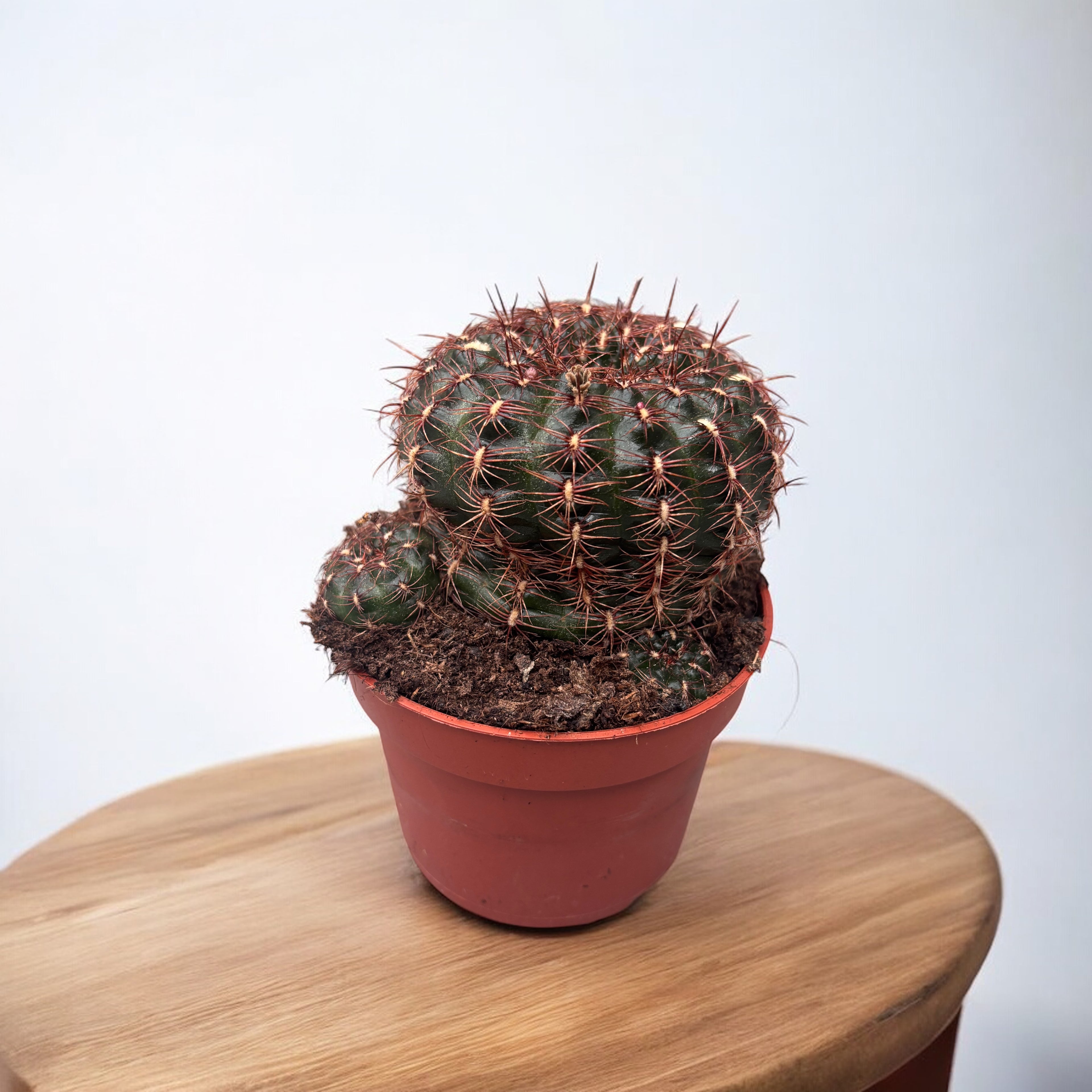 Gymnocalycium mesopotamicum