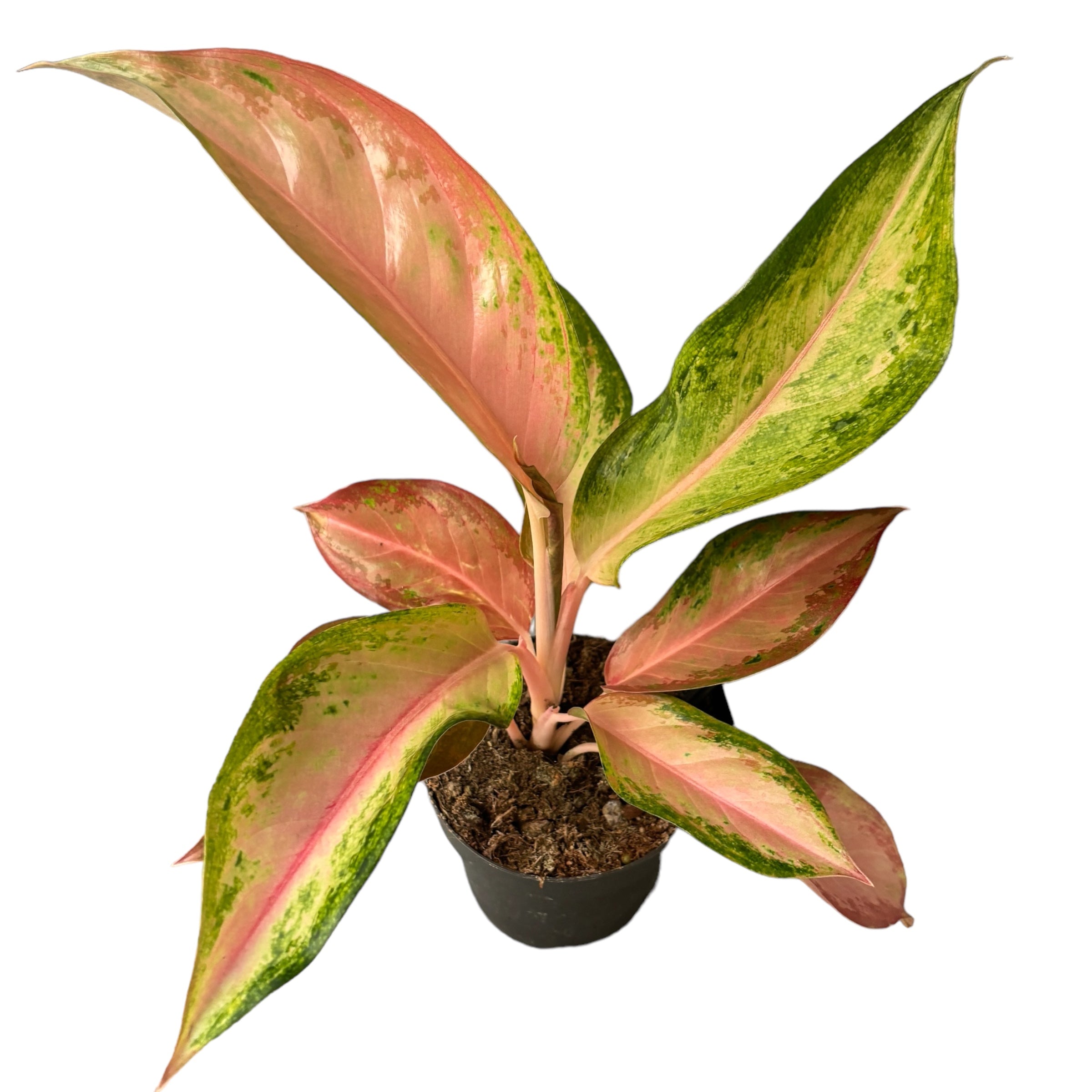 Aglaonema 'Guave Pink'