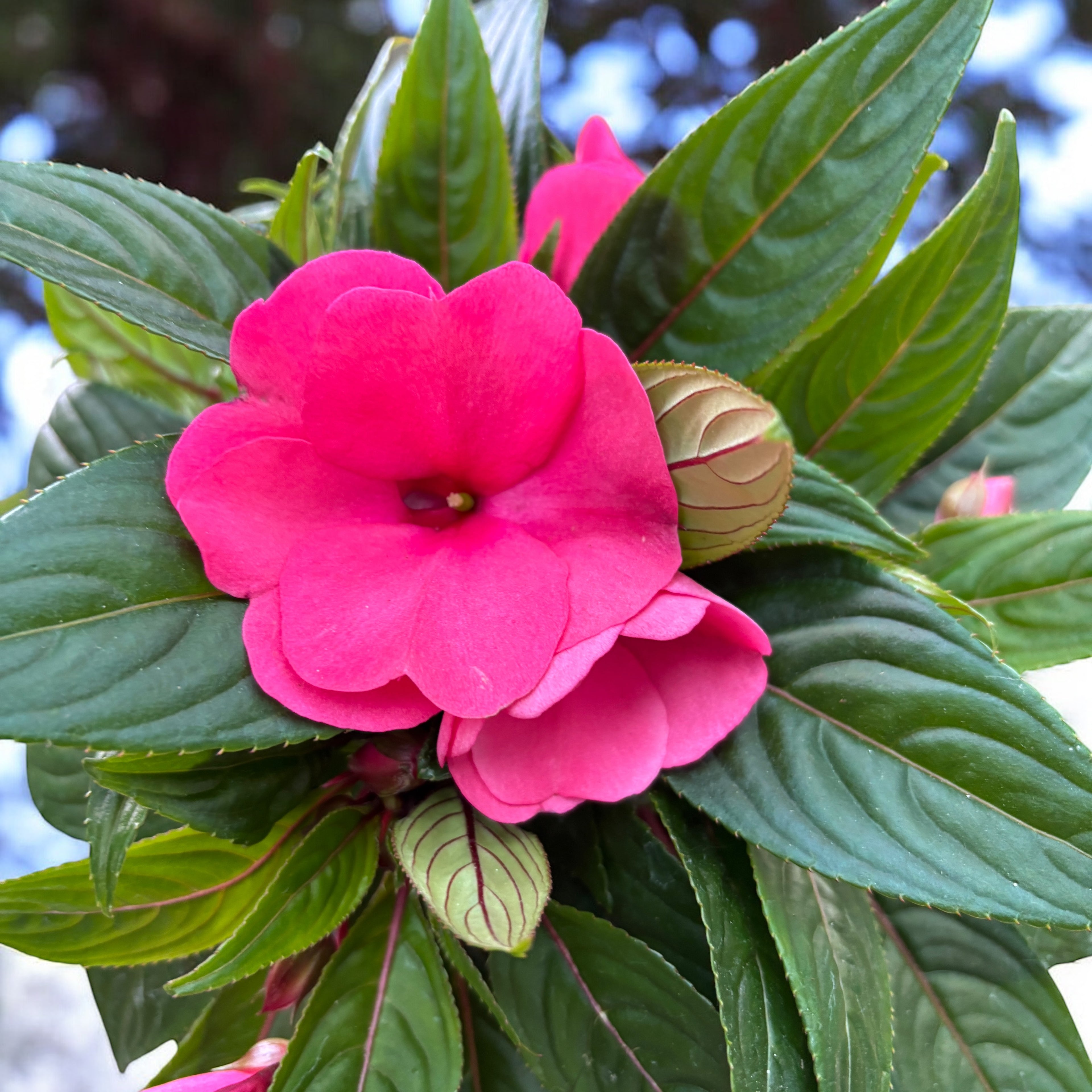 Impatiens Új-Guinea 'ColPow Rose' - a ház dísze nagy, élénk rózsaszín virágokkal