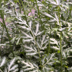 Pteris ensiformis ‘Evergemiensis’ - fougère tropicale à feuillage dentelé et reflets argentés