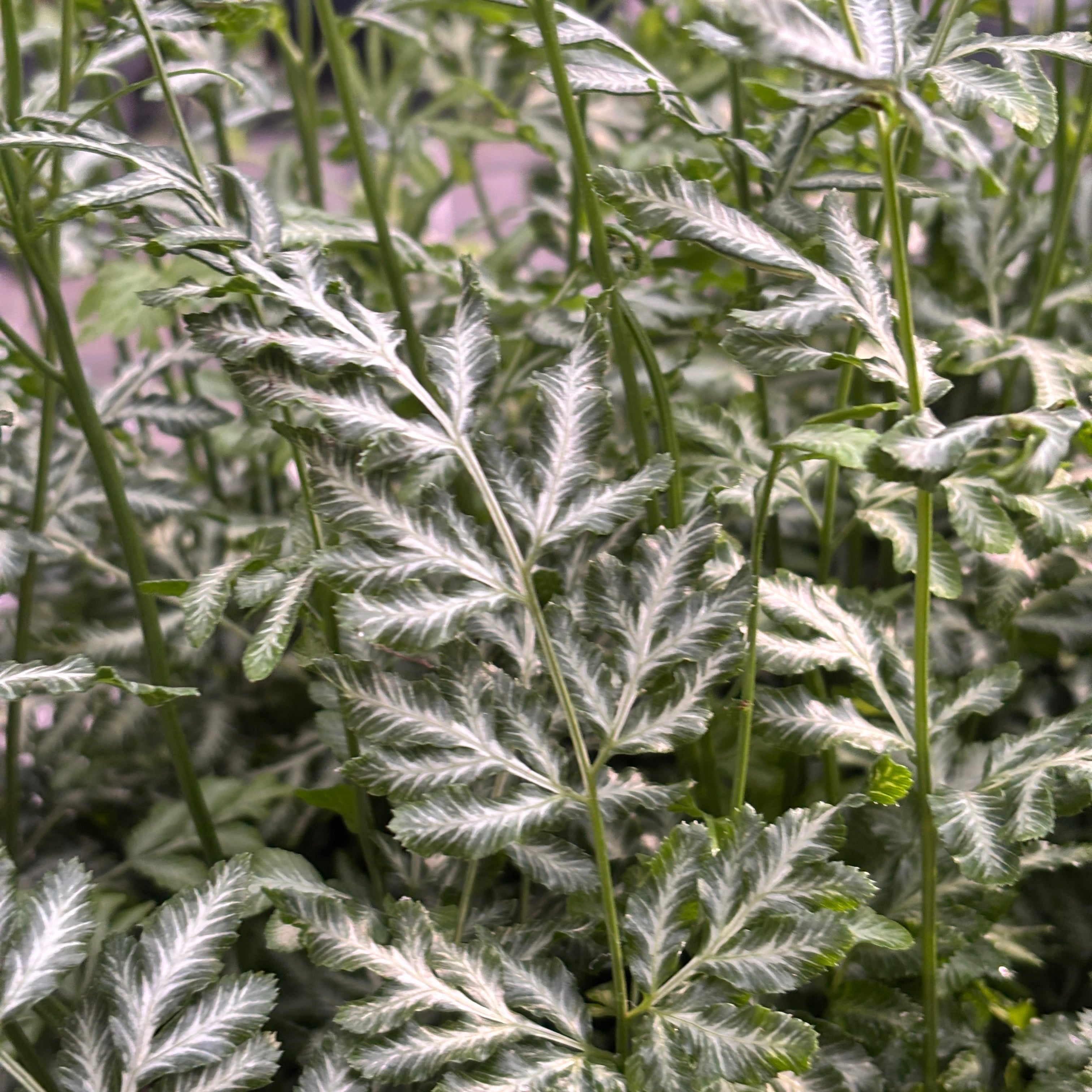 Pteris ensiformis ‘Evergemiensis’ -  feriga tropicala cu frunzis dantelat si reflexe argintii